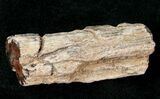 Polished Petrified Wood Limb - Madagascar #17153-1